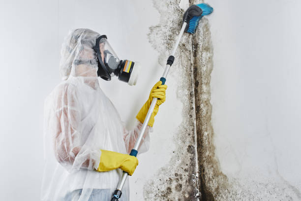 Why You Should Choose Our Mold Remediation Services in New Glarus, WI